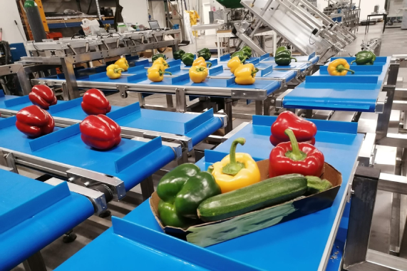 Separation Conveyor Lines